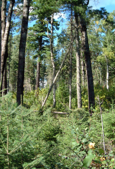 Photo of an upland aspen mixedwood with abundant balsam fir regeneration near Stormy Lake.