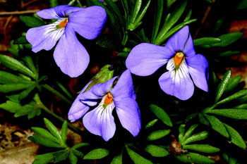 colour photo of Bird’s-foot Violet.