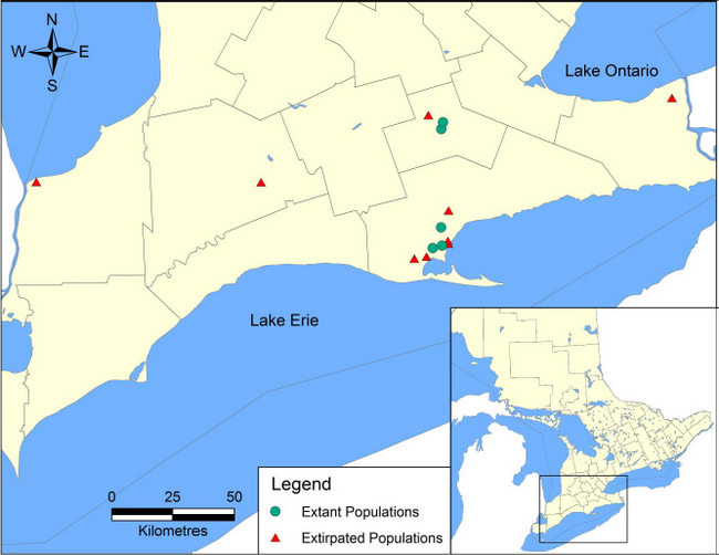 figure 1 showing a map with locations of extant and extirpated populations of Bird’s-foot Violet in Ontario.