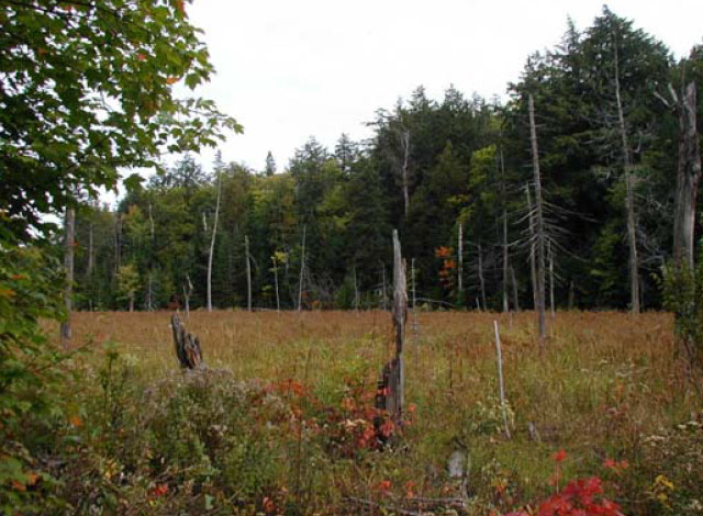 Colour photo of a wetland area in Swan Lake Conservation Reserve