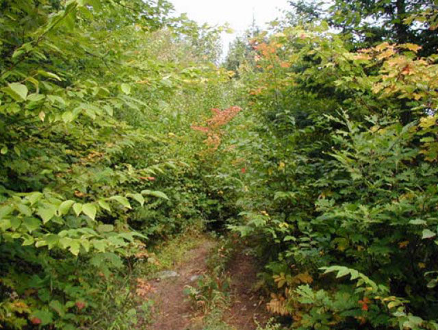 Colour photo of a trail branching from the snowmobile trail to the south of the conservation reserve