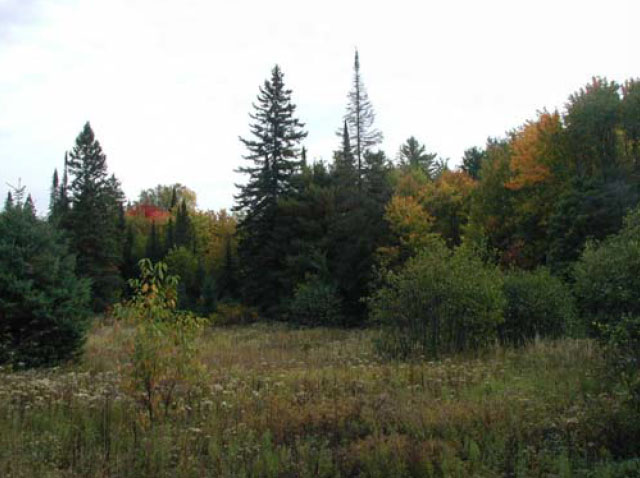Colour photo of an open field in Swan Lake Conservation Reserve