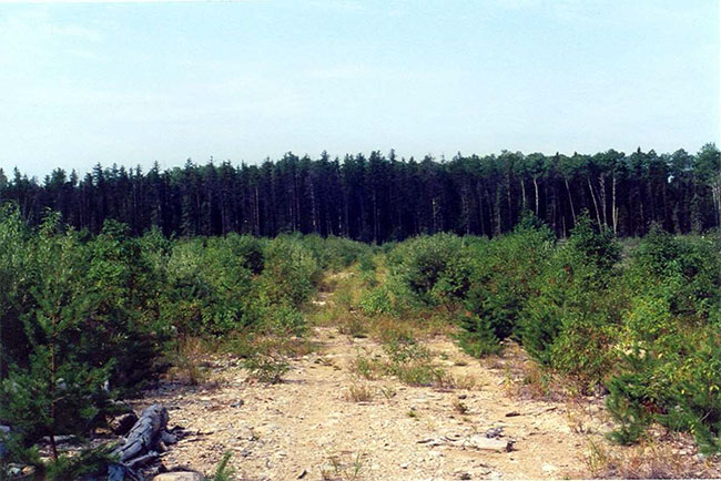 This photo shows Image of Clear cut in the west with Jack Pine and Poplar regenerating (Thompson, 2001).