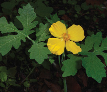Colour photo of the wood poppy