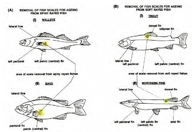 species of fish with labeled locations of scale removal areas.