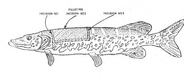 an example of filleting showing three incision locations on a fish.