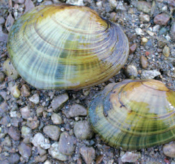 Colour photo of the Wavy-rayed Lampmussel