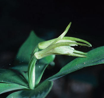 Colour photo of the Small Whorled Pegonia