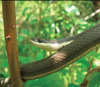 colour photo of the Queensnake
