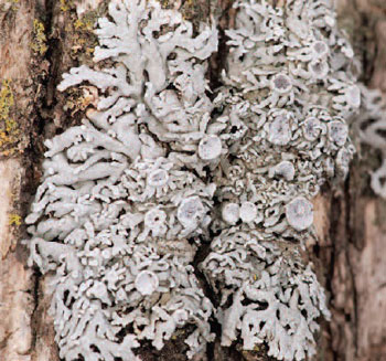 colour photo of Pale-bellied Frost Lichen