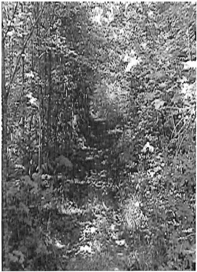 This is a photo showing a section of the Ontario Federation Snowmobile Club trail as identified in section 5.2.1.4. 