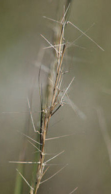 colour photo of the Forked Three-awned Grass.