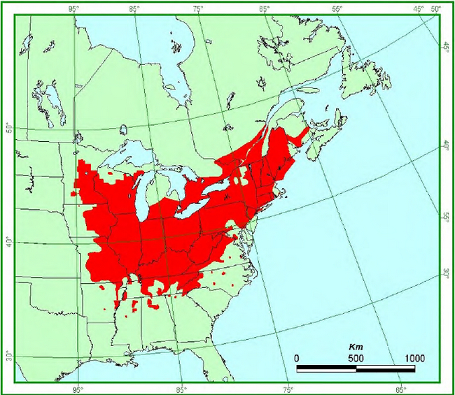 map showing the Butternut range in North America (modified from Rink 1990 and Farrer).