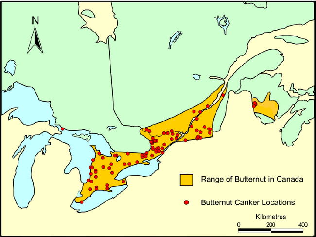 map indicating the Butternut range and known butternut canker locations in Canada (adapted from maps and information provided by Natural Resourcs Cnada, Canadian Forest Service).