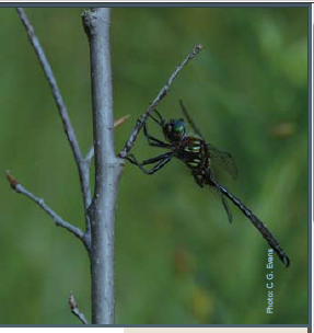 This is a photo of the Hine’s Emerald dragonfly