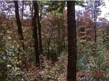 image of portion of historic shelter wood cut within the conservation reserve showing fully stocked diverse understory.