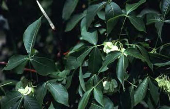 colour photo of Common Hoptree. Photo shows medium sized green leaves with white flowers.