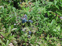 This is a photo of the blueberry vegetation