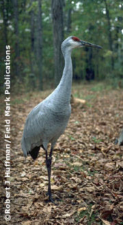 This is a photo of a crane