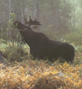 This is a photo of a moose