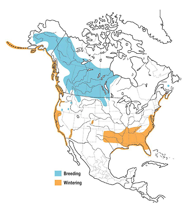 This is a map of North America depicting the distribution of the Horned Grebe for breeding and wintering.