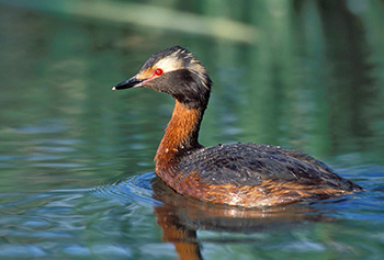 This is an image of the Horned Grebe