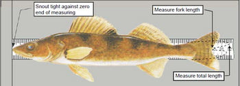 This is figure 8 illustrating how to measure a fish.