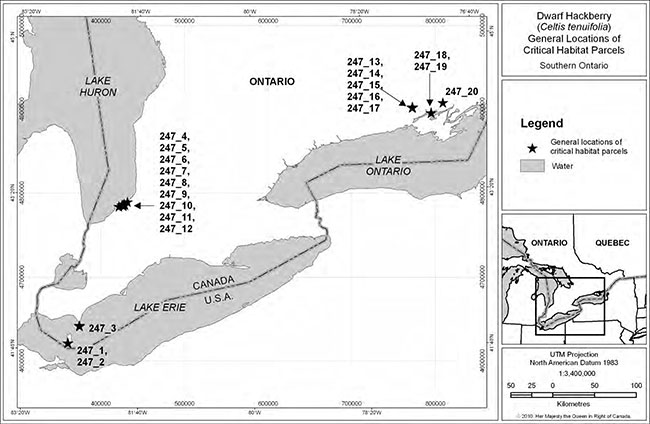 black and white map of the general locations of critical habitat for Dwarf Hackberry in Canada. Black stars represent general locations of critical habitat parcels and grey areas represent water.