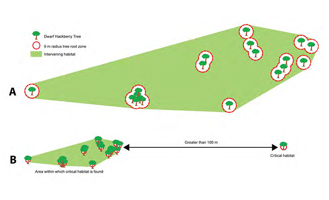 Conceptual illustration of A) the area within which critical habitat is found for locations that have two or more Dwarf Hackberry trees separated by 100 metres or less and B) a distance greater than 100 metres between Dwarf Hackberry trees resulting in separate polygons related to critical habitat for each population. Trees represent the Dwarf Hackberry tree, red circles represent a 9 metre radius tree root zone and green areas represent intervening habitat.