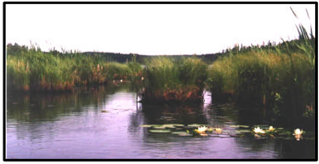 This photo shows Wetland communities are represented along the creek adjoining Evening and Twilight Lakes.