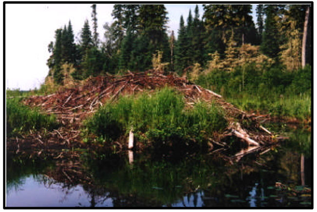 This photo shows An abundance of Beavers inhabit the Twilight Lake Conservation Reserve, as evidenced by the numerous active Beaver lodges.