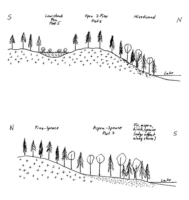 This photo shows two hand drawn pictures of Description: Medium-aged white birch-dominated mixedwood, with an admixture of fir as discontinuous lower canopy. Discontinuous shrub and herb layers. Significant deadwood throughout – snags and logs of both birch and fir. Also, some old decomposed stumps. 
