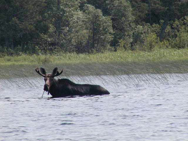 Figure 3: Bull moose feeding on Sowden Lake. (picture taken by Denis Smyk)