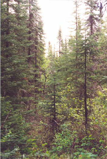 This photo shows Vimy Lake Conservation Reserve: Sb conifer mixed forest community near the east boundary.