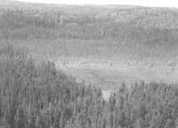 This is figure 4 photo showing an aerial view of a conifer swamp.