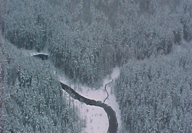 Photo of the northwest corner of the site, incorporating Wapus Creek and its tributary. Photo by Erica Coulson, 2000.