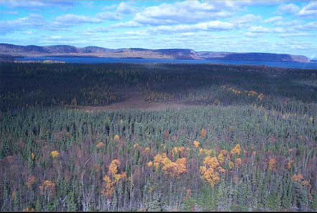 This photo shows Flatland Island showing dense black spruce and occasional white birch forest. 
