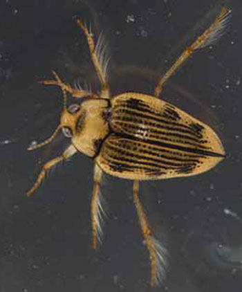 photo of Hungerford’s Crawling Water Beetle.