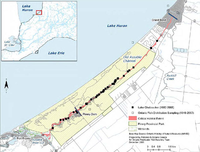 Colour map of the great lakes with an enlarged detail of the Critical habitat identified for the Lake Chubsucker within the Old Ausable Channel. Includes a legend where black squares represent Lake Chubsucker (1982 to 2005), clear squares outlined in black represent Ontario Fish Distribution Sampling (1846 to 2007), pink areas represent the extent of critical habitat, yellow striped areas represent pinery provincial park, and white/green areas represent wetlands.