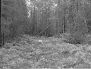 Black and white photo showing temporary hunting structures observed on trails in C1602.