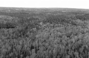 This photo shows Bedrock knob, west of north end of Robb Lake. Bw mixedwood on bedrock and Bw pure (includes maples) with Pw supercanopy.