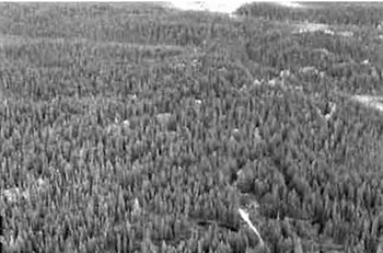 This photo shows Taken off the Northwest corner of the Matachewan Indian Reserve. looking Northeast. Some examples of sand dunes (although not as good as C1600) with Pj surrounded by Sb dominant coniferand Sb pure (treed bog/conifer swamp) and some semi-treed bog.