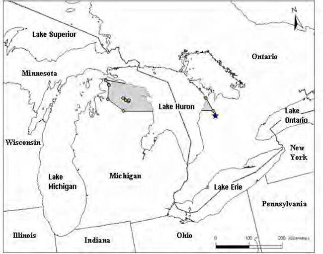 Map of the distribution of Hungerford’s Crawling Water Beetle in Ontario.