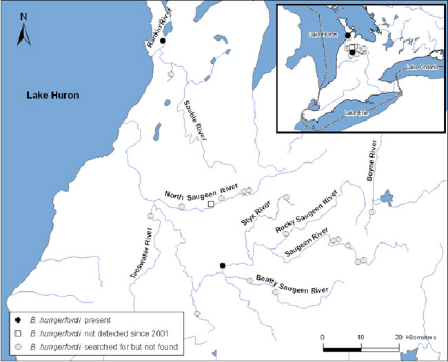 Map of the distribution of Hungerford’s Crawling Water Beetle in Canada.