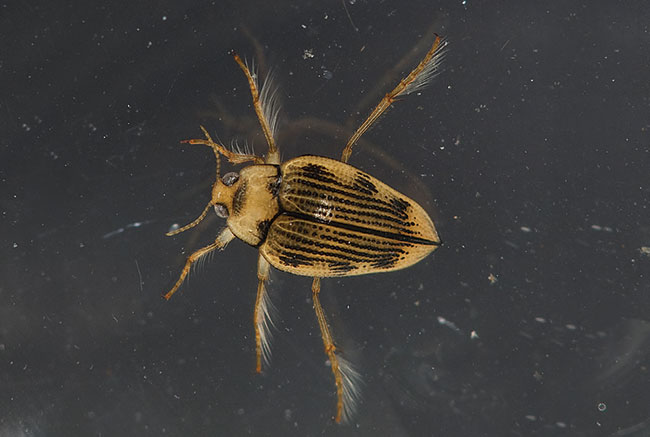 Photo of Hungerford’s Crawling Water Beetle