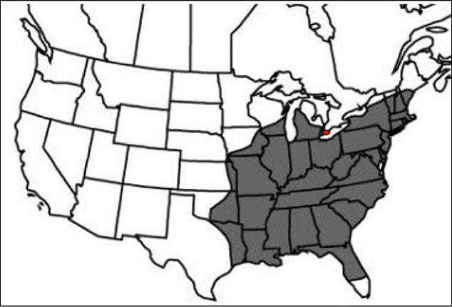 grey scale map depicts the distribution of the Nodding Pogonia in North America with a grey shaded area in the Eastern part of the United States. A red dot depicts the location of the Ontario Population in Southern Ontario.