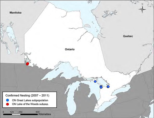 Greyscale map depicts Ontario and parts of Manitoba, Quebec, the Great Lakes and the United States. Two red dots indicate confirmed nesting sites of Lake of the Woods subpopulation in Western Ontario. Four blue dots indicate confirmed nesting sites of Great Lake subpopulaiton in central Ontario.