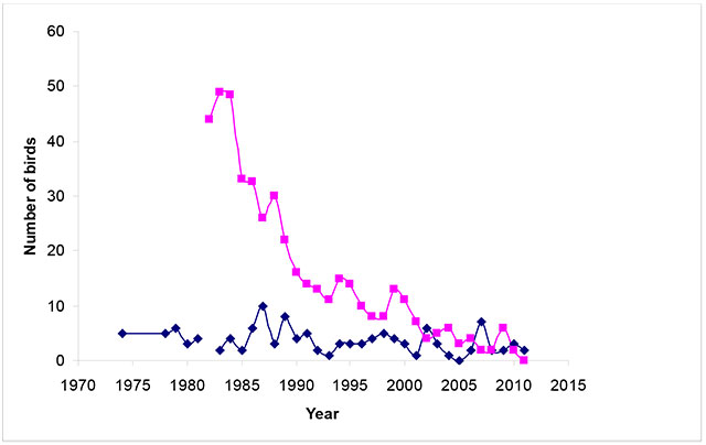 Graph indicates number of Piping Plovers in the Minnesota population in Magenta dots and lines. Lower dark blue dots and line indicates Ontario population.