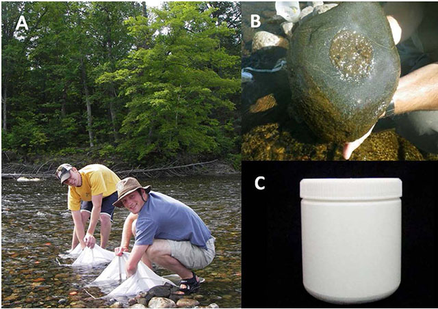 Early Surber sampling efforts to understand lateral patterns in abundance and composition (photo A). Collecting periphyton from within the circular area (photo B) and, close-up of jar used to collect core samples for CPOM (photo C).