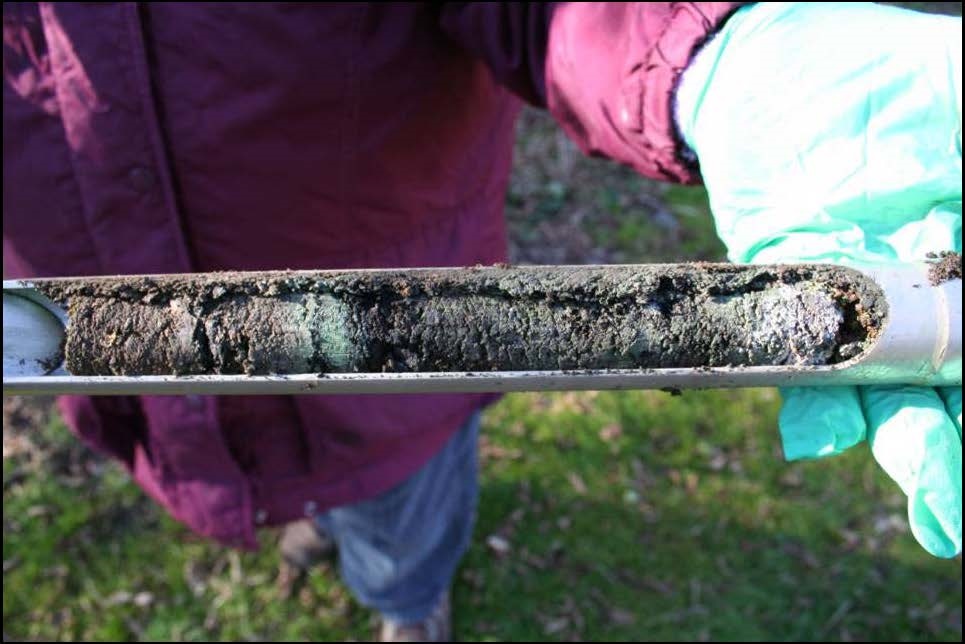 Soil core collected at Site 11 showing blue-green staining